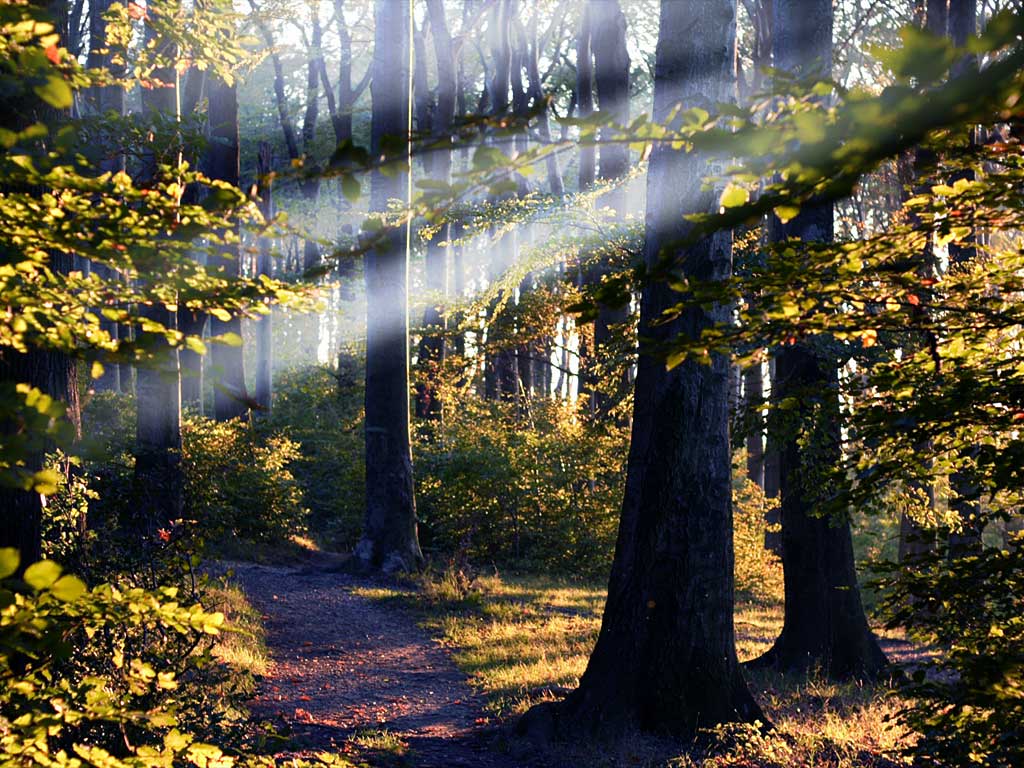 Wald DPSG Beaumarais